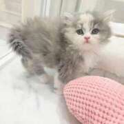 ヒメ日記 2026/03/18 17:44 投稿 春風ゆき デリス新宿