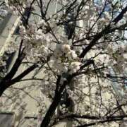 ヒメ日記 2026/03/29 11:17 投稿 春風ゆき デリス新宿