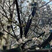 ヒメ日記 2026/04/15 22:24 投稿 春風ゆき デリス新宿