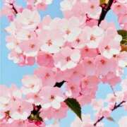 ヒメ日記 2026/04/02 07:13 投稿 まなみ 丸妻 厚木店