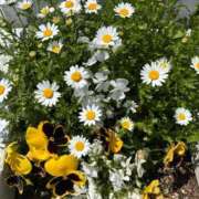 ヒメ日記 2026/01/28 12:47 投稿 朝倉 咲(さき) 東京不倫 渋谷店