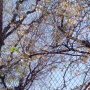 ヒメ日記 2026/03/29 10:17 投稿 吉原未知留 プレジデントハウス