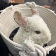 ヒメ日記 2026/01/20 22:12 投稿 イロ 姫路ラビット