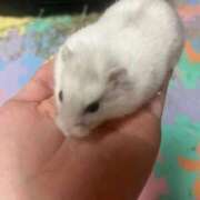 ましろ はじめまして 人妻の輝き(大阪)