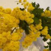 ヒメ日記 2026/02/16 12:21 投稿 みれい ニューヨーカー