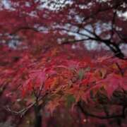 ヒメ日記 2026/01/23 19:44 投稿 ☆るみ☆ ◆プラウディア◆AAA級素人娘在籍店