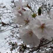 ヒメ日記 2026/04/01 21:52 投稿 あさひ ハピネス福岡