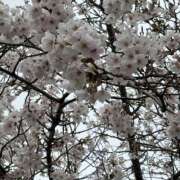 ヒメ日記 2026/04/03 09:12 投稿 あさひ ハピネス福岡