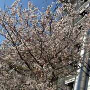 ヒメ日記 2026/04/07 17:02 投稿 あさひ ハピネス福岡