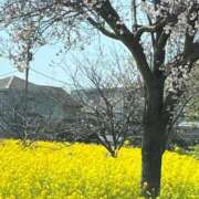 ヒメ日記 2026/03/26 09:52 投稿 山村るみか しこたま奥様 横浜店