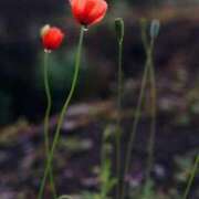 ヒメ日記 2026/02/04 23:56 投稿 有純【あずみ】 輝女