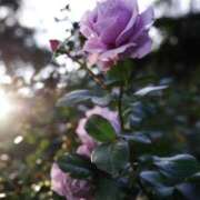 ヒメ日記 2026/02/06 22:04 投稿 有純【あずみ】 輝女