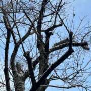 ヒメ日記 2026/02/08 07:31 投稿 有純【あずみ】 輝女