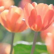 ヒメ日記 2026/02/17 16:09 投稿 有純【あずみ】 輝女