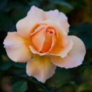 ヒメ日記 2026/02/19 16:16 投稿 有純【あずみ】 輝女