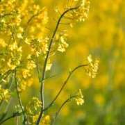 ヒメ日記 2026/02/21 15:19 投稿 有純【あずみ】 輝女