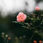有純【あずみ】 恵みの雨🌧️ 輝女