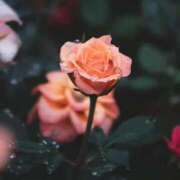 ヒメ日記 2026/03/07 18:16 投稿 有純【あずみ】 輝女