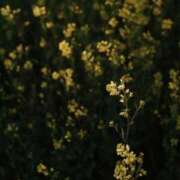 ヒメ日記 2026/03/08 07:57 投稿 有純【あずみ】 輝女