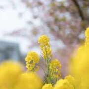 ヒメ日記 2026/03/10 08:04 投稿 有純【あずみ】 輝女