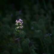 ヒメ日記 2026/03/12 08:03 投稿 有純【あずみ】 輝女