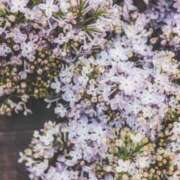 ヒメ日記 2026/03/14 07:45 投稿 有純【あずみ】 輝女