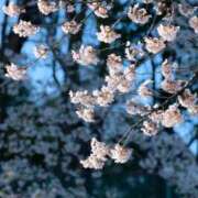 ヒメ日記 2026/03/30 07:35 投稿 有純【あずみ】 輝女