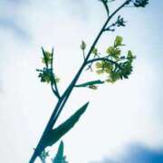 ヒメ日記 2026/04/06 07:43 投稿 有純【あずみ】 輝女