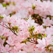 ヒメ日記 2026/04/14 07:34 投稿 有純【あずみ】 輝女