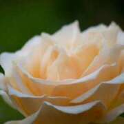 ヒメ日記 2026/04/22 07:55 投稿 有純【あずみ】 輝女