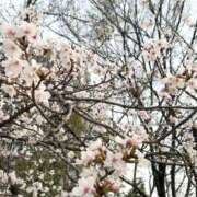 ヒメ日記 2026/04/04 13:09 投稿 あやせ 奥鉄オクテツ大阪