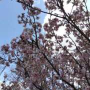 ヒメ日記 2026/04/03 16:12 投稿 さと 愛人コレクション