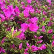 ヒメ日記 2026/04/18 08:40 投稿 椿えり 若奥サマンサ（横浜ハレ系）