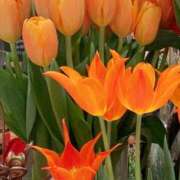 ヒメ日記 2026/03/10 23:15 投稿 春風 れな SUMIRE