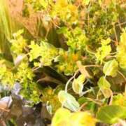 ヒメ日記 2026/03/18 15:35 投稿 春風 れな SUMIRE