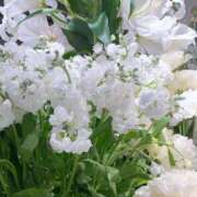 ヒメ日記 2026/03/18 23:15 投稿 春風 れな SUMIRE