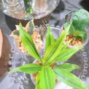 春風 れな 遅番ありがとう🌷次回3月22日9:00から居るよ〜💓 SUMIRE