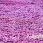 ヒメ日記 2026/03/23 23:15 投稿 春風 れな SUMIRE