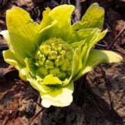 ヒメ日記 2026/03/24 11:47 投稿 春風 れな SUMIRE