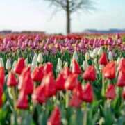 ヒメ日記 2026/03/26 23:15 投稿 春風 れな SUMIRE