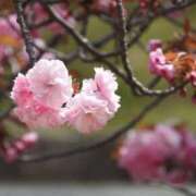 ヒメ日記 2026/03/29 06:30 投稿 春風 れな SUMIRE