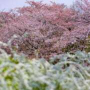 ヒメ日記 2026/03/30 14:15 投稿 春風 れな SUMIRE