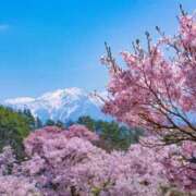 ヒメ日記 2026/03/31 06:15 投稿 春風 れな SUMIRE