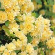 ヒメ日記 2026/03/31 14:15 投稿 春風 れな SUMIRE