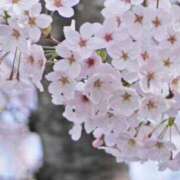 ヒメ日記 2026/04/01 06:45 投稿 春風 れな SUMIRE