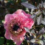 ヒメ日記 2026/04/02 14:13 投稿 春風 れな SUMIRE