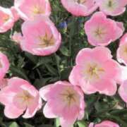 ヒメ日記 2026/04/02 23:15 投稿 春風 れな SUMIRE