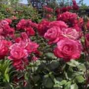 ヒメ日記 2026/04/03 01:17 投稿 春風 れな SUMIRE