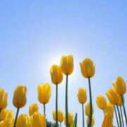 ヒメ日記 2026/04/04 07:15 投稿 春風 れな SUMIRE