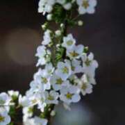 ヒメ日記 2026/04/05 06:57 投稿 春風 れな SUMIRE